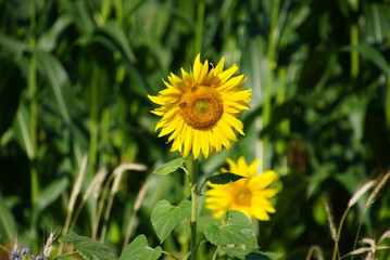 Sonnenblume