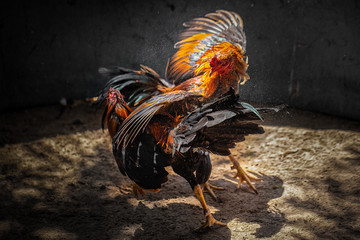 Fighting cock Gamecocks are considered a folk sport. © Thanaphat
