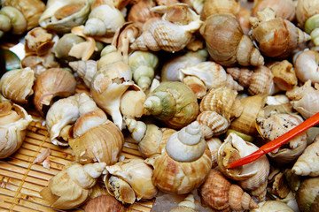 Boiled seashell dish at buffet