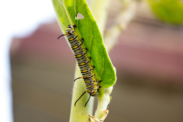 caterpillar on leaf