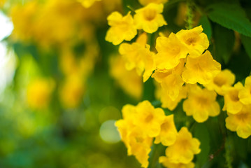 Yellow elder full bloom flower