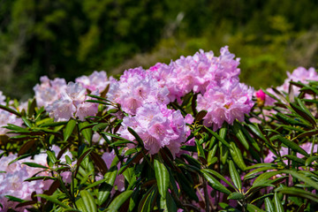 大山のシャクナゲ