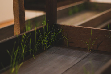 Green leaves of grass growing from wooden boards of a table. Interesting and curious growing of a plant or grass from a table. Soothing background.