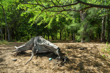 arbres et feuilles mortes dans la forêt
