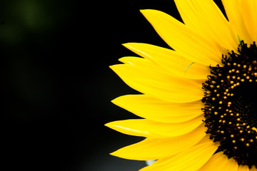 beauty of Sunflower