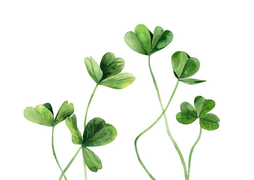 Clover leaves set. Green plant stems. Watercolir illustration isolated on white background.