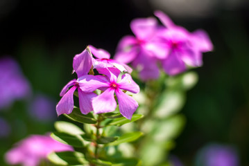 Fototapeta na wymiar Close up of pink common purslane flowers