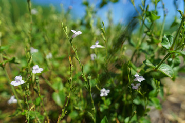 Plantes vertes et petites fleurs mauves dans la nature