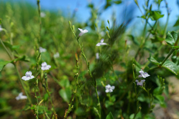 Plantes vertes et petites fleurs mauves dans la nature