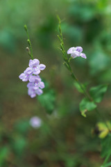 Plantes vertes et petites fleurs mauves dans la nature