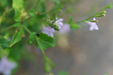 Plantes vertes et petites fleurs mauves dans la nature