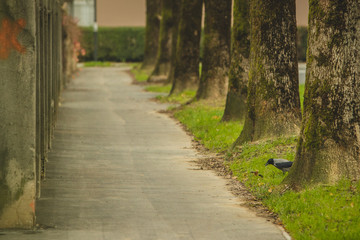 Obraz premium A crow searching for food in an avenue with trees and a pedestrian path. Autumn setting with a bird looking for food.