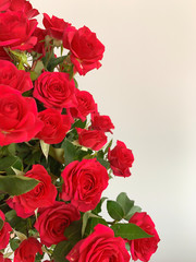 Red roses on a plain background. Bouquet of flowers, red buds.