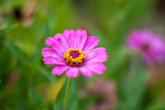 Close up pink zinnia flower