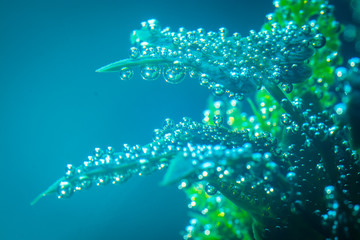 Air bubbles on a green plant underwater. Macro photo of multiple air bubbles resting on a green plant in the aquarium.