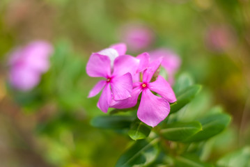 Close up of pink common purslane flowers