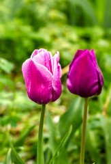 beautiful pink and purple tulips closed and half-open in drops of dew on a flower bed close-up