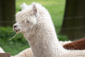 White Alpaca, a white alpaca with a straw in his mouth in front of brown and white alpacas....