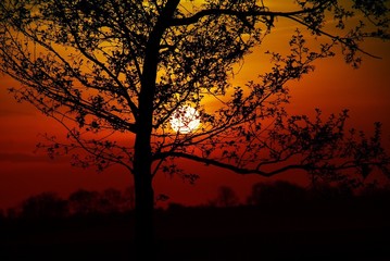 Silhouette Trees Against Romantic Sky At Sunset