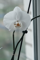.white orchid bud, flower on a white background, close-up