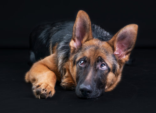 Portrait Of A Large German Shepherd, 3 Years Old, Full Body, Lie Down On Black Background, Copy-space