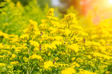 bees collect honey from yellow flowers on a sunny summer day