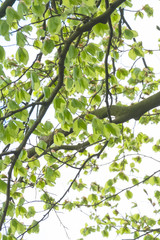 Natural green leaves with branches white background. In springtime