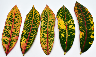 Multicolored croton leaves are arranged on a white background. © Somratana