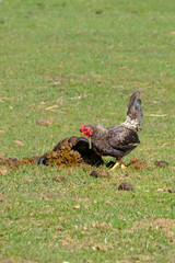 Close-up of black rooster crowing, the cock pecks in a lump of shit, selective focus. grass background