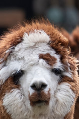 Brown fur hair Alpaca in a green meadow, close-up of head. Selective focus on the head of the alpaca, photo of head