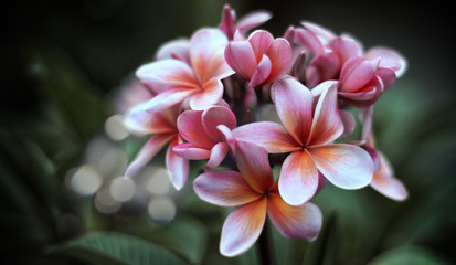 Fototapeta na wymiar Close-up Of Pink Flowers Blooming Outdoors