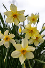 Growing narcissus in a garden.