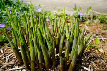 Obraz premium Sprouts of host flowers in early spring