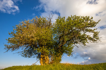 Baum im Sonnenuntergang