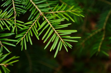 Christmas fir tree branches Background. Christmas pine tree wallpaper. Copy space.