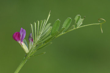 A pretty flowering Common Vetch plant, Vicia sativa, growing in a meadow in the UK. 