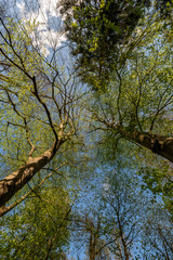 Two trees in a dialogue in a forest seen from below