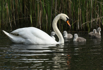 A Mute Swan, Cygnus olor, swimming on a lake with her newly hatched cute cygnet.