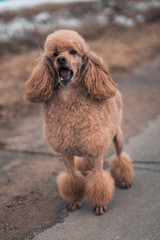 A brown poodle on a paved path runs and barks. A dog walks on the street on the sidewalk. A cute dog frolicking happily. A funny poodle with an interesting hairstyle barks at passers-by on the street.