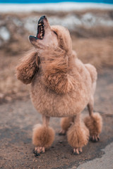 A brown poodle on a paved path runs and barks. A dog walks on the street on the sidewalk. A cute...