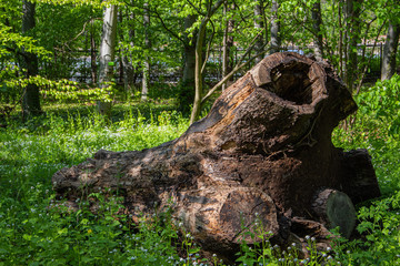 Fototapeta na wymiar Old tree bough in a botanical park