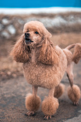 A brown poodle stands on the paved path with its mouth slightly open and looks away. Cute dog on a walk.