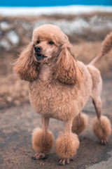 Dog poodle orange, brown. Looks to the side with his mouth open, where you can see the dog's fangs. The tail is straight.