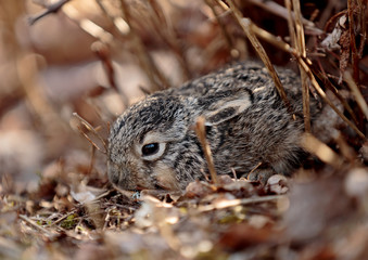 Naklejka na ściany i meble A new born european hare baby hiding in bushes