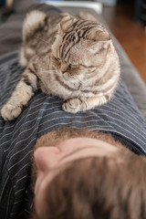 Cat, Scottish Fold, lies on the chest of its sleeping owner, on a blurred background.