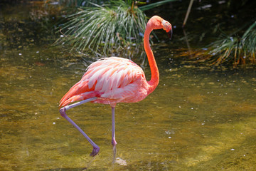 Pink flamingo.
 Amazingly beautiful plumage and Regal posture rightfully puts flamingos in the ranks of the first beauties among birds. The red Flamingo is native to the coast and Islands of the Carib