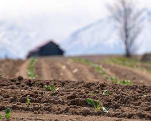 美瑛の畑（Field in Biei）