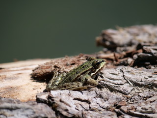frog sitting on remains of a trunk and blurred background