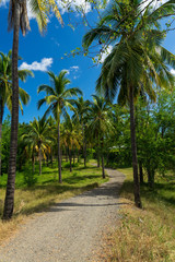 Obraz na płótnie Canvas Sentier dans la forêt de cocotiers