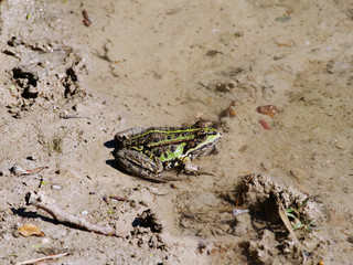 a frog sitting on sand of a beach looking